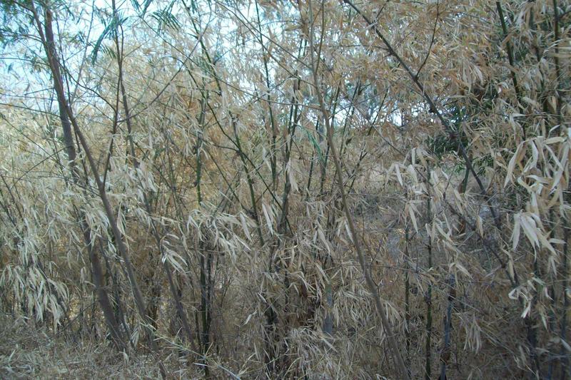 Bamboo Grove at Vigyan Ashram, Pabal