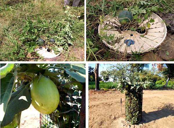 Plant growth courtesy Groasis Boxxes at BAIF research sites, March 2015. Plant growth courtesy Groasis Boxxes at BAIF research sites, March 2015.