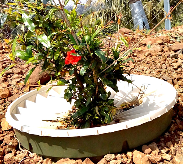 A 5-month old pomegranate tree flowers inside a Groasis Waterboxx. Notice the rocky soil around the Waterboxx.