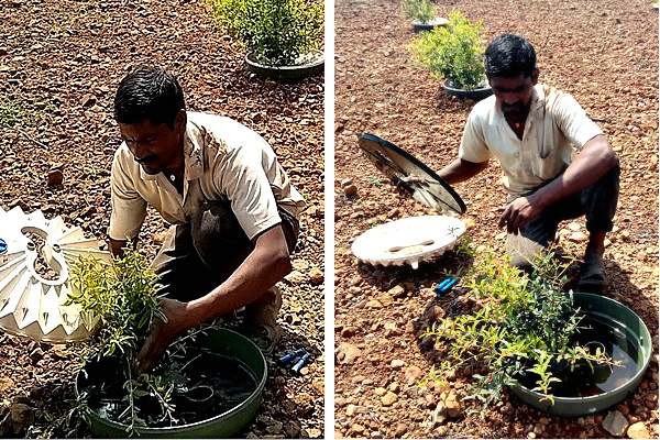 The farmer demonstrates the use of a Groasis Waterboxx.