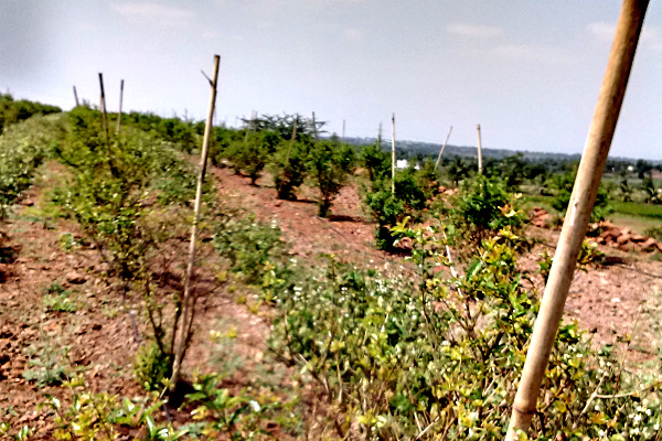 These pomegranate trees were planted 16 months ago in Groasis Waterboxxes. These pomegranate trees were planted 16 months ago in Groasis Waterboxxes.