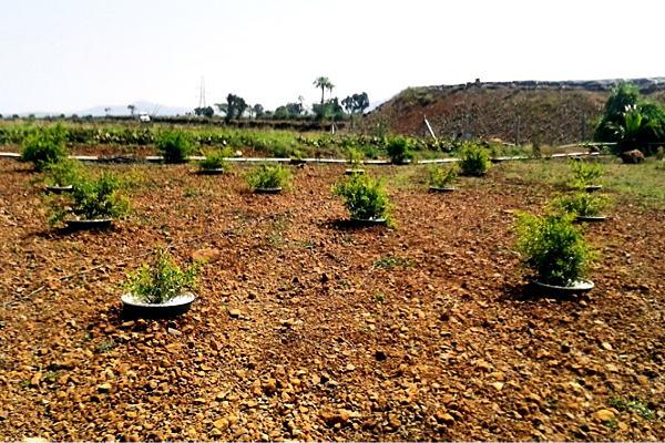 These pomegranate trees were planted 5 months ago in Groasis Waterboxxes.