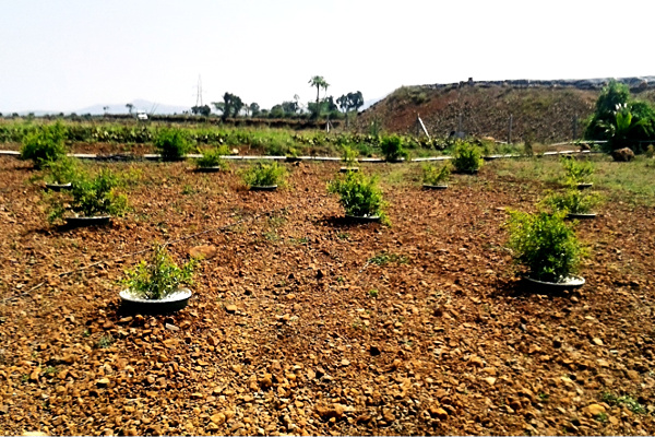 These pomegranate trees were planted 5 months ago in Groasis Waterboxxes. These pomegranate trees were planted 5 months ago in Groasis Waterboxxes.