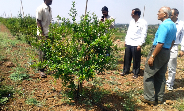 Inspecting a pomegranate tree planted 16 months ago in a Groasis Waterboxx. Compare the growth of this tree with other plants to the left that show poor growth without the benefit of a Waterboxx.